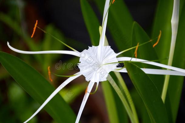 白色的打鼾水鬼蕉属拉蒂菲莉亚花