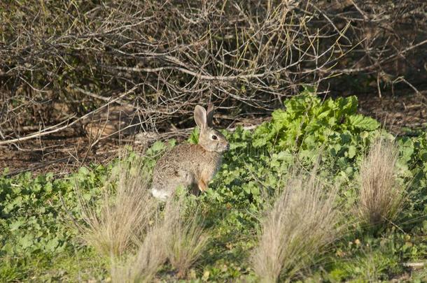 沙漠棉尾兔兔子棉尾兔属奥杜博尼采用指已提到的人草地