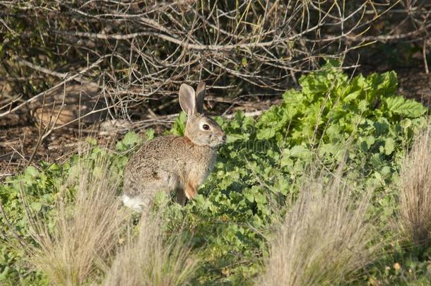 沙漠棉尾兔兔子棉尾兔属奥杜博尼采用指已提到的人草地