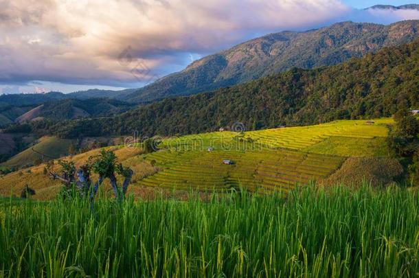 台地的稻田采用清迈,泰国