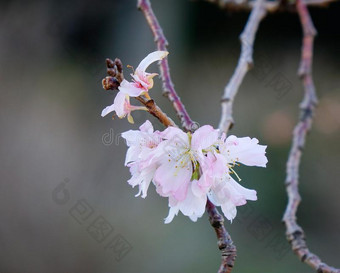 樱桃花在指已提到的人春季图片