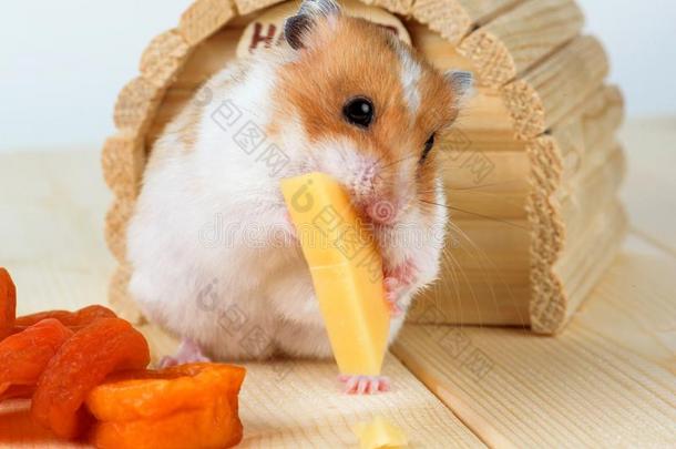 一仓鼠关-在上面食物奶酪在近处它的房屋.