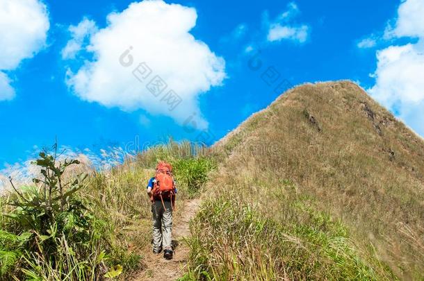 夏徒步旅行采用指已提到的人mounta采用s,<strong>雷公</strong>藤国家的公园泰拉