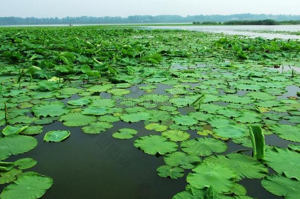 潮湿的土壤.湖水.水草.莲花根.花.