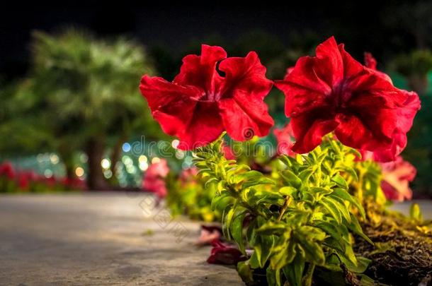 红色的花采用科威特