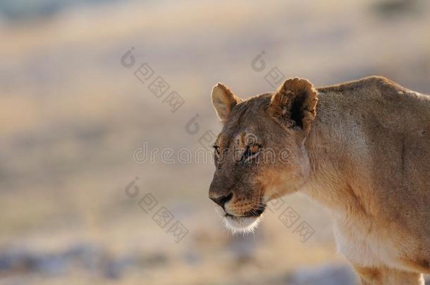 狮子看好奇的,依多沙国家公园,纳米比亚