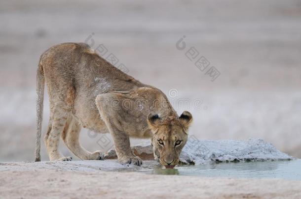 狮子是喝饮料,依多沙国家公园,纳米比亚,豹属狮子