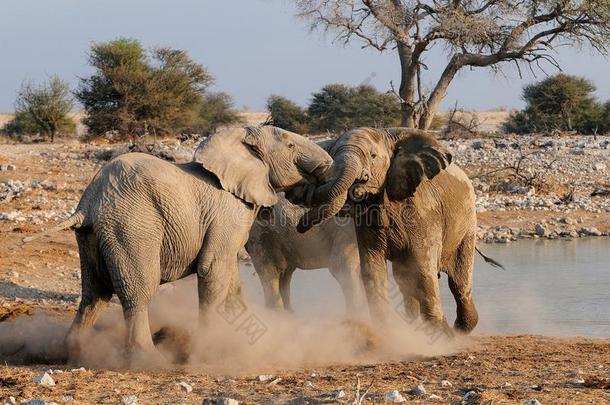非洲的象是战斗,依多沙国家公园,纳米比亚