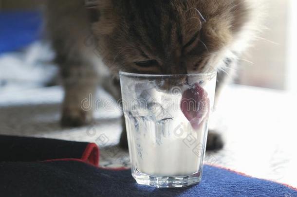 一英俊的松软的猫爬向一t一ble一nd舔关于一熟食