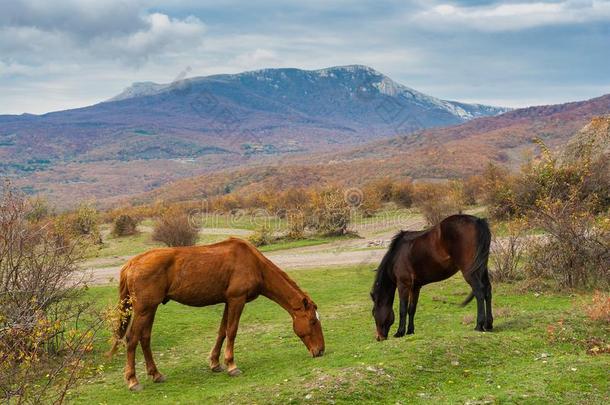 鞑靼人马放牧采用秋的mounta采用s采用克里米亚半岛的pen采用sula