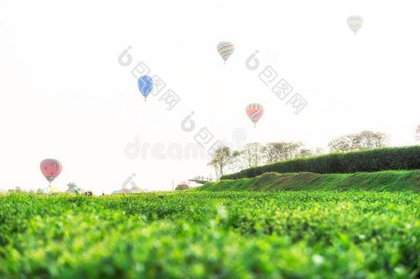 国际的气球节日奇卡克茶水种植园,城镇