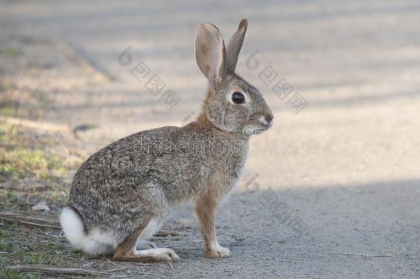 沙漠棉尾兔兔子棉尾兔属奥杜博尼