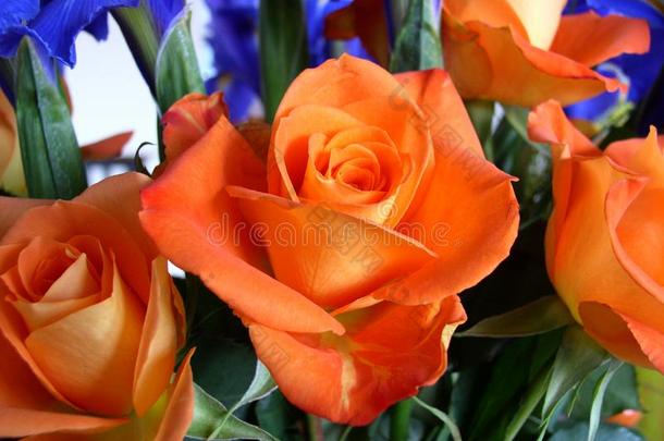 花束关于玫瑰和虹膜桔子和蓝色主题