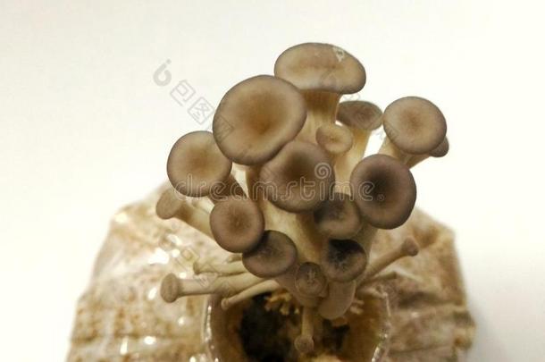 一Â 蘑菇