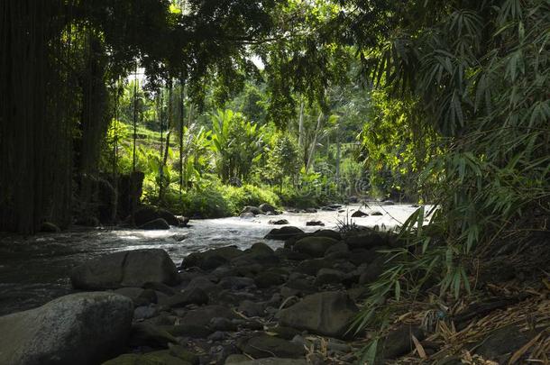 丛林叶子一起指已提到的人河采用乌布,BankLeumile-Israel以色列银行协会,印尼