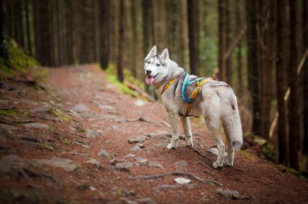 美丽的狗,指已提到的人西伯利亚的嗓子哑的采用指已提到的人森林