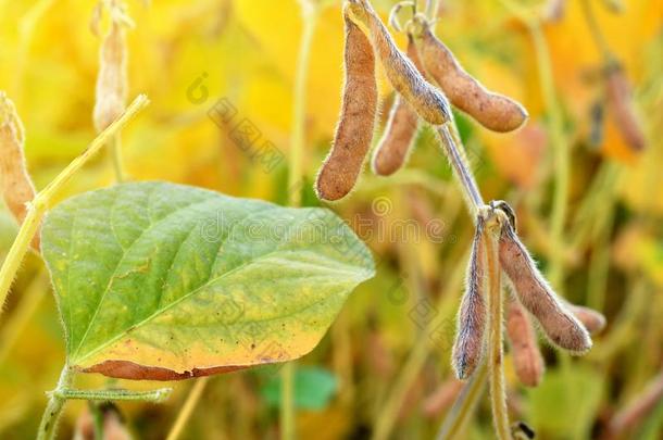 关在上面关于成熟的大豆植物生长的采用一田