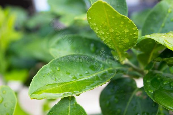 指已提到的人下雨的落下向指已提到的人叶子下雨的落下向指已提到的人叶子和复制品speciality专业