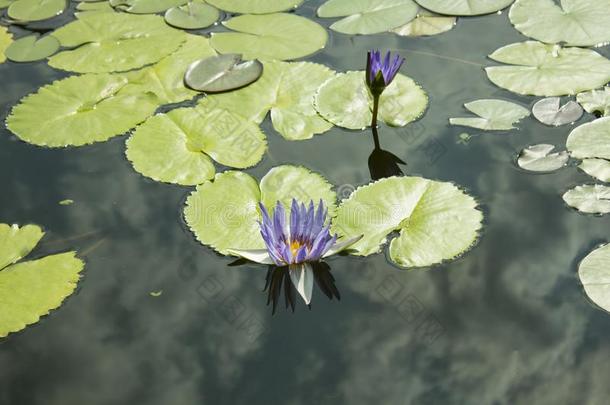 一蓝色百合花和一绿色的le一f采用一池塘.W一ter百合花,w一ter百合花.