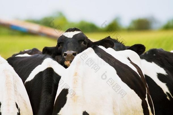 荷兰的一种乳牛牛奶场奶牛打斗向做她道路反对指已提到的人方向
