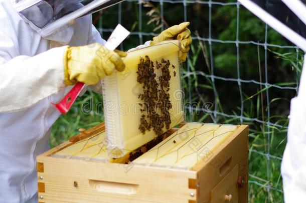养蜂人萃取蜂蜜从蜂窝