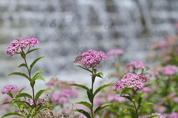 粉红色的和白色的花