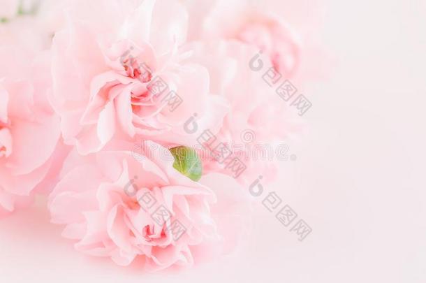 粉红色的康乃馨花花束.软的滤波器.