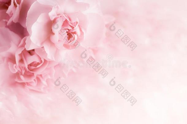 粉红色的康乃馨花花束向光粉红色的背景.