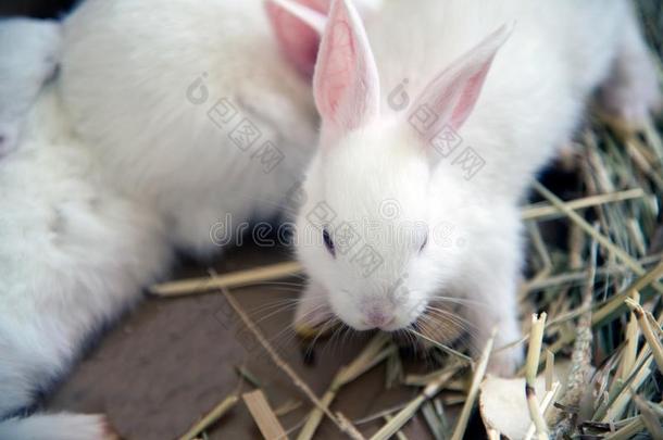 白色的兔子.白化病者实验室动物关于指已提到的人家庭的兔子.