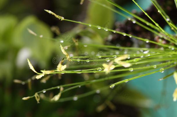 夜光摄影关于热带的植物树和陌生的叶子