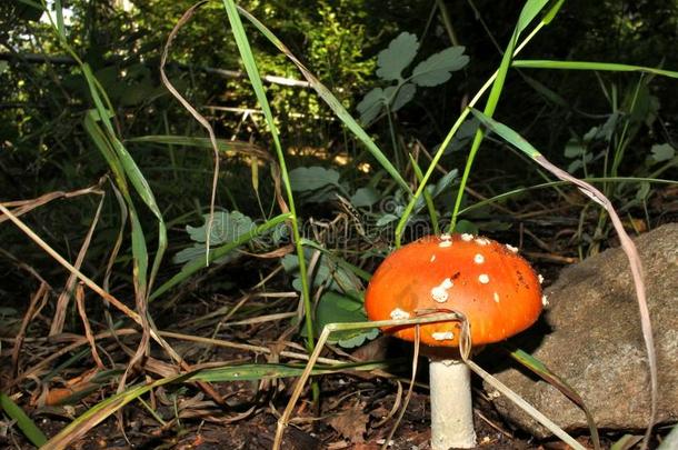 年幼的红色的蘑菇