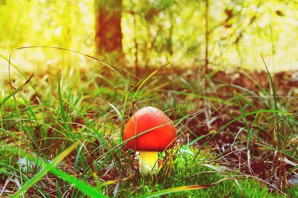红色的蘑菇采用秋森林