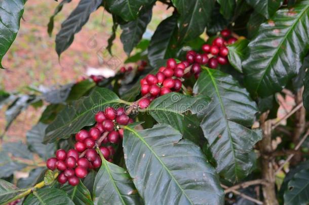咖啡豆豆,咖啡豆樱桃或咖啡豆浆果