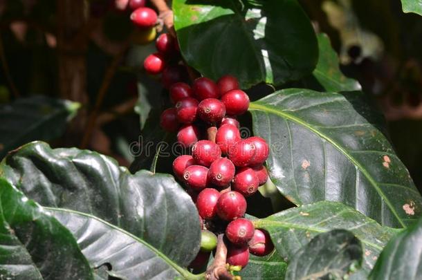 咖啡豆豆,咖啡豆樱桃或咖啡豆浆果