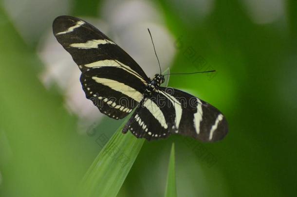 可爱的翼展向这黑的和白色的斑马蝴蝶