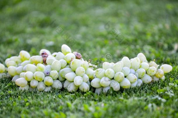 新鲜的收割有机的成熟的白色的葡萄向一受<strong>感动</strong>的gr一ss,