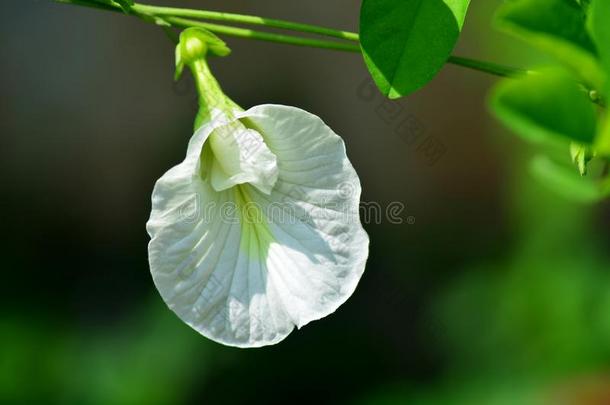 白色的蝴蝶豌豆花.