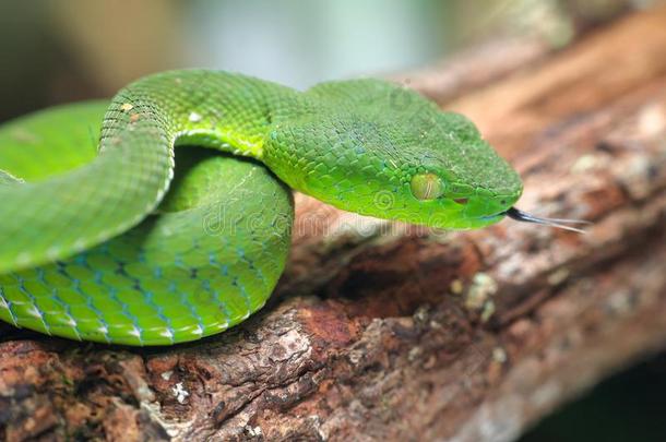 蛇,绿色的树蝰蛇卡梅伦高地的井蝰蛇竹叶青属
