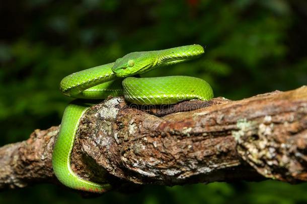 蛇,绿色的树蝰蛇卡梅伦高地的井蝰蛇竹叶青属