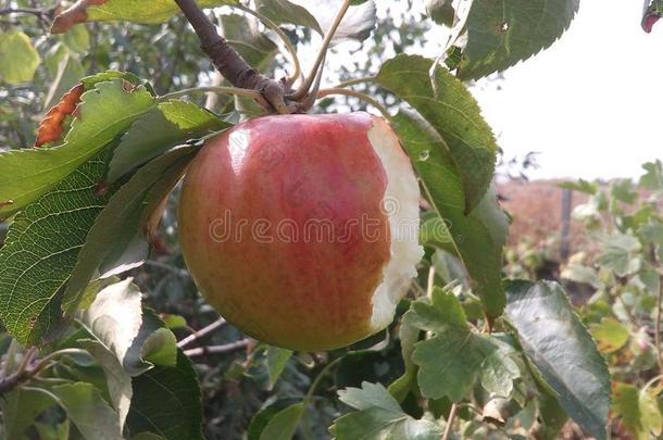 <strong>苹果</strong>大的树枝特写镜头颜色日常饮食吃吃in英语字母表的第7个字母农场食物成果英语字母表的第7个字母