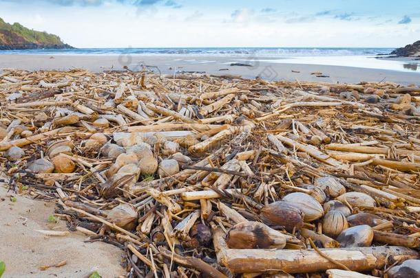 木材和椰子向指已提到的人海滩在日落卡哇伊美国夏威夷州