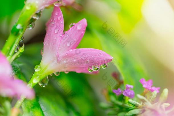 葱莲属大花蔷薇花