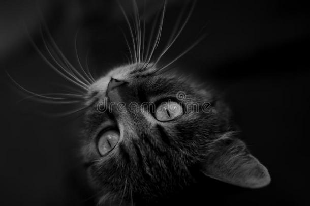 一平纹猫,黑的和白色的