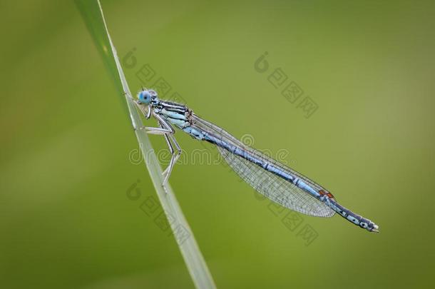 美丽的蜻蜓<strong>桔梗</strong>NunipesNannipesNannipes-白色的-有腿的Damselfl