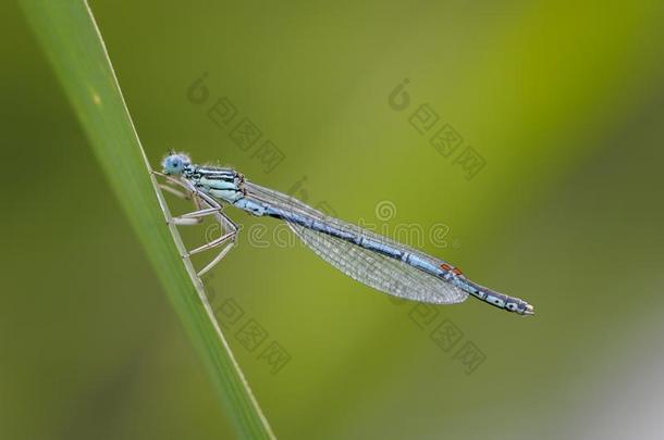 美丽的蜻蜓桔梗NunipesNannipesNannipes-白色的-有<strong>腿</strong>的Damselfl