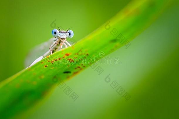 美丽的蜻蜓桔梗NunipesNannipesNannipes-白色的-有<strong>腿</strong>的Damselfl