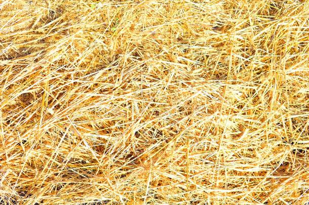 干的干燥的黄色的稻草草背景质地