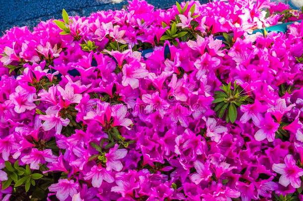 关在上面关于一be一utiful紫色的春季花采用J一p一n