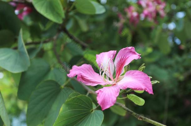 粉红色的<strong>羊蹄</strong>甲属植物紫癜花花.