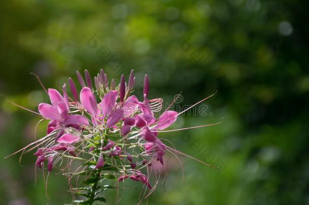 白花菜属植物尖刺Jacques雅克